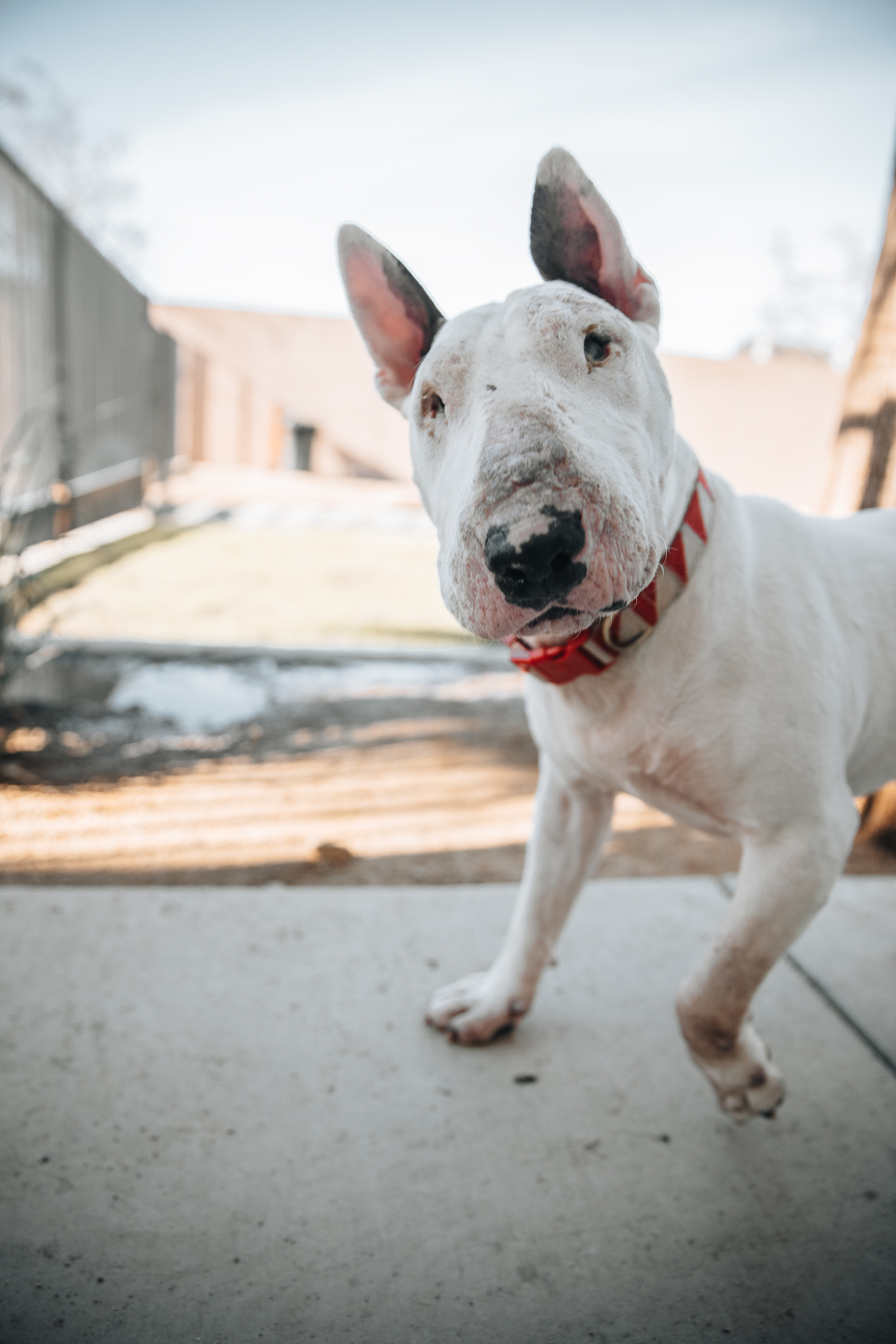 Bull Terrier portrait